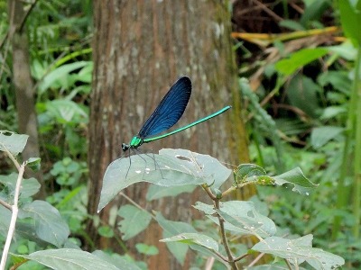 參觀新社私房景觀園藝