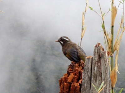 玉山主峰登山活動