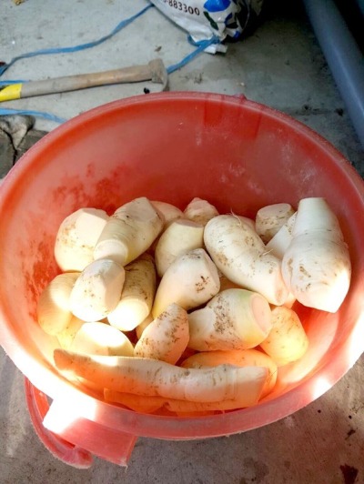 福田農場菜頭粿