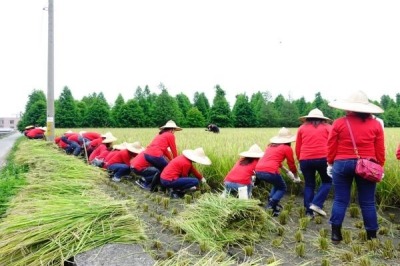 福田農場體驗農夫割稻的辛勞