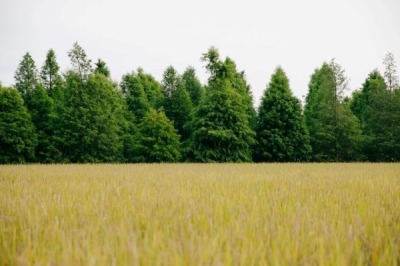 福田農場體驗農夫割稻的辛勞