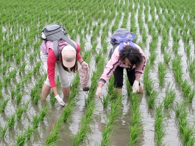活力營舉辦田間體驗營