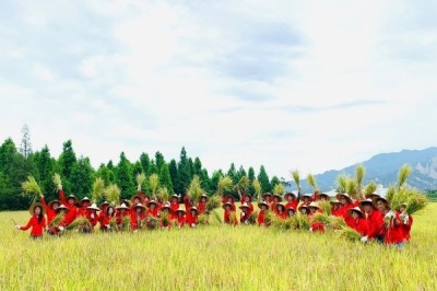 福田農場體驗農夫割稻的辛勞