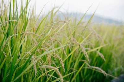 福田農場體驗農夫割稻的辛勞