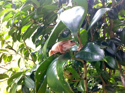 參觀新社私房景觀園藝