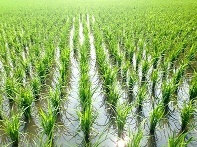 福田農場栽種菜苗&讀書會