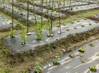 豐穀的開心農場
福田農場