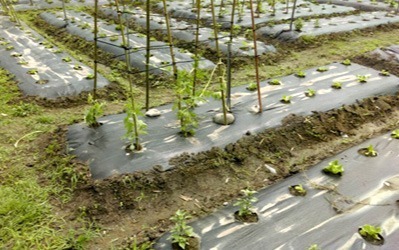 豐穀外埔福田農場&后里千年樟樹公