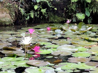 參觀新社私房景觀園藝